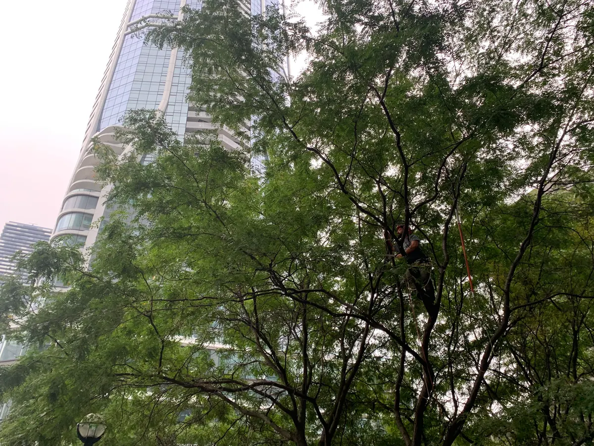 Arborist climbing high in a tree canopy beside a city tower