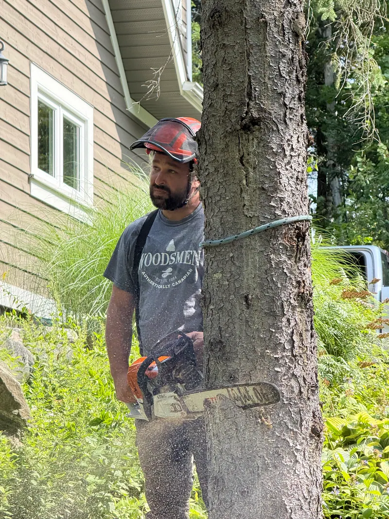 Arborist making a chainsaw cut into a tree trunk beside a home